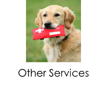 see_spot49003012.jpg